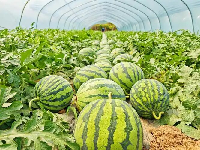 瓜田都在这里🍉（吃瓜专区）持续更新中(先转存再下载避免被和谐）